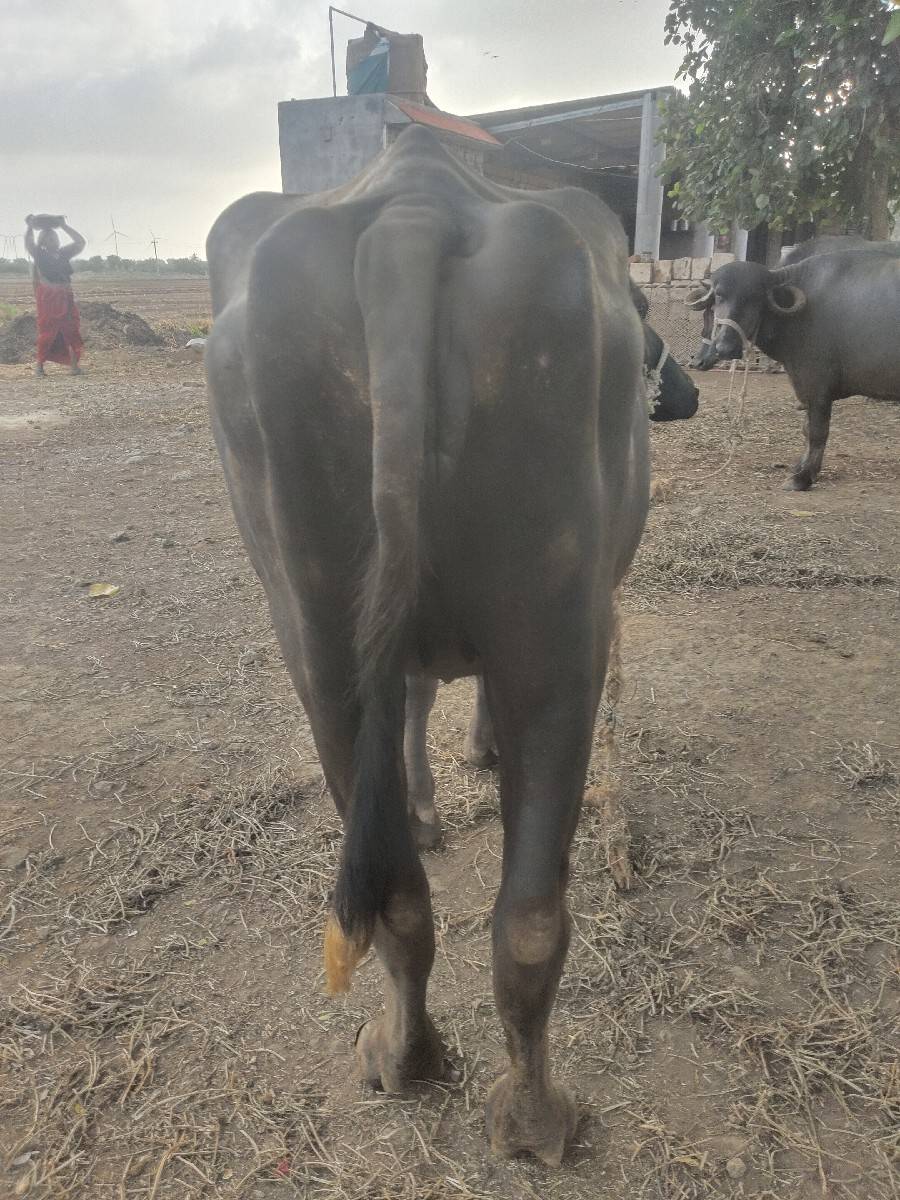 ખળેલી વેચવાની છે