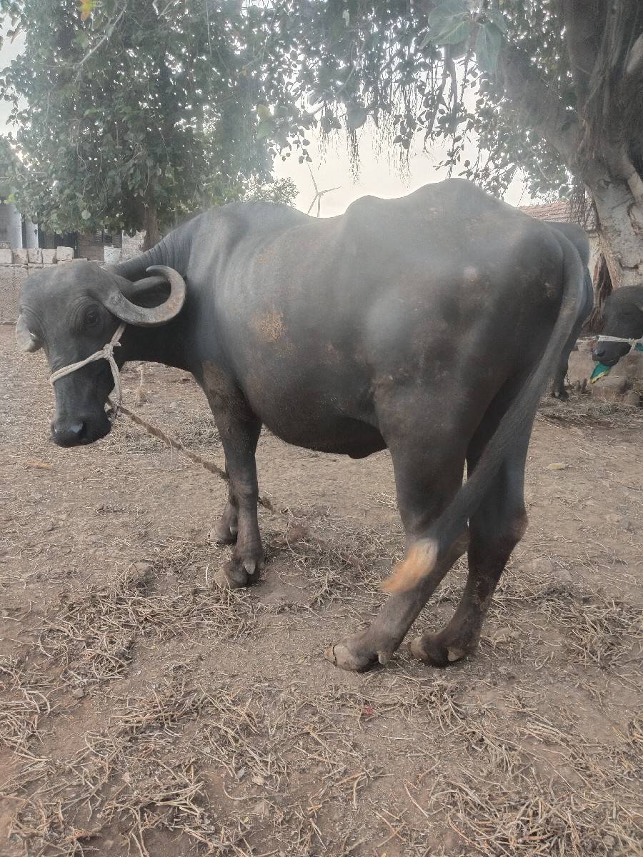 ખળેલી વેચવાની છે