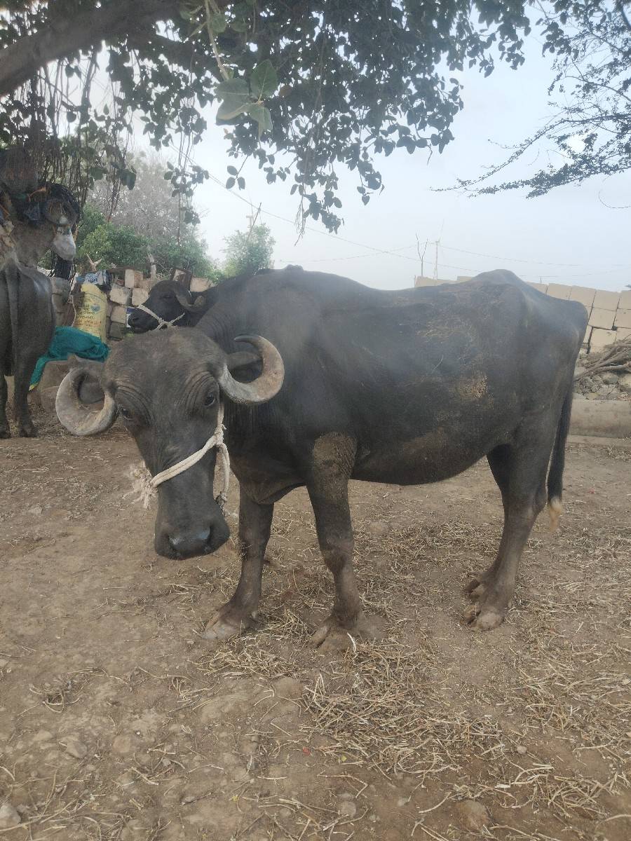 ખળેલી વેચવાની છે
