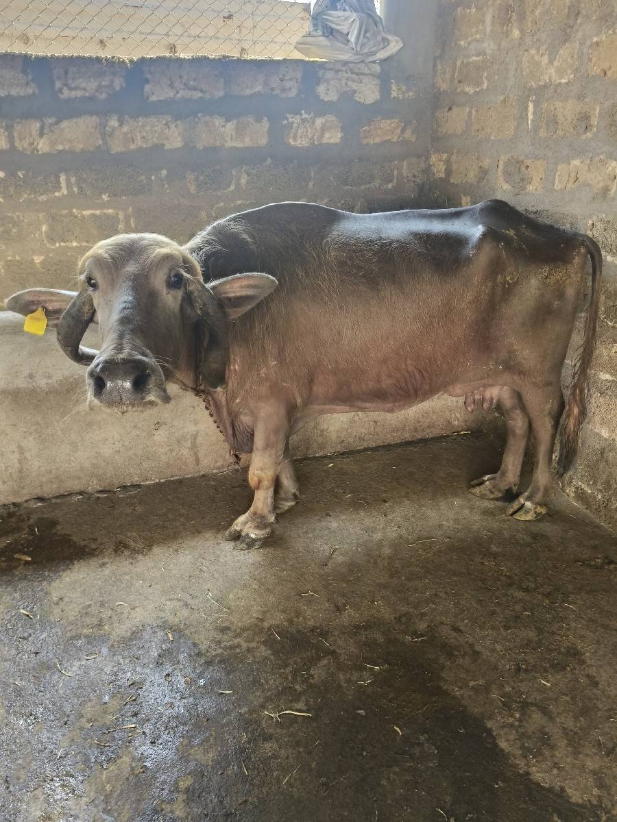 ભેંસ વેચવાની છે