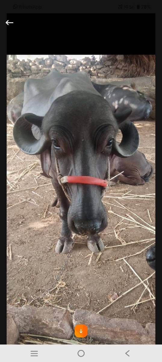 આ ભેંસ વેચવાની છે