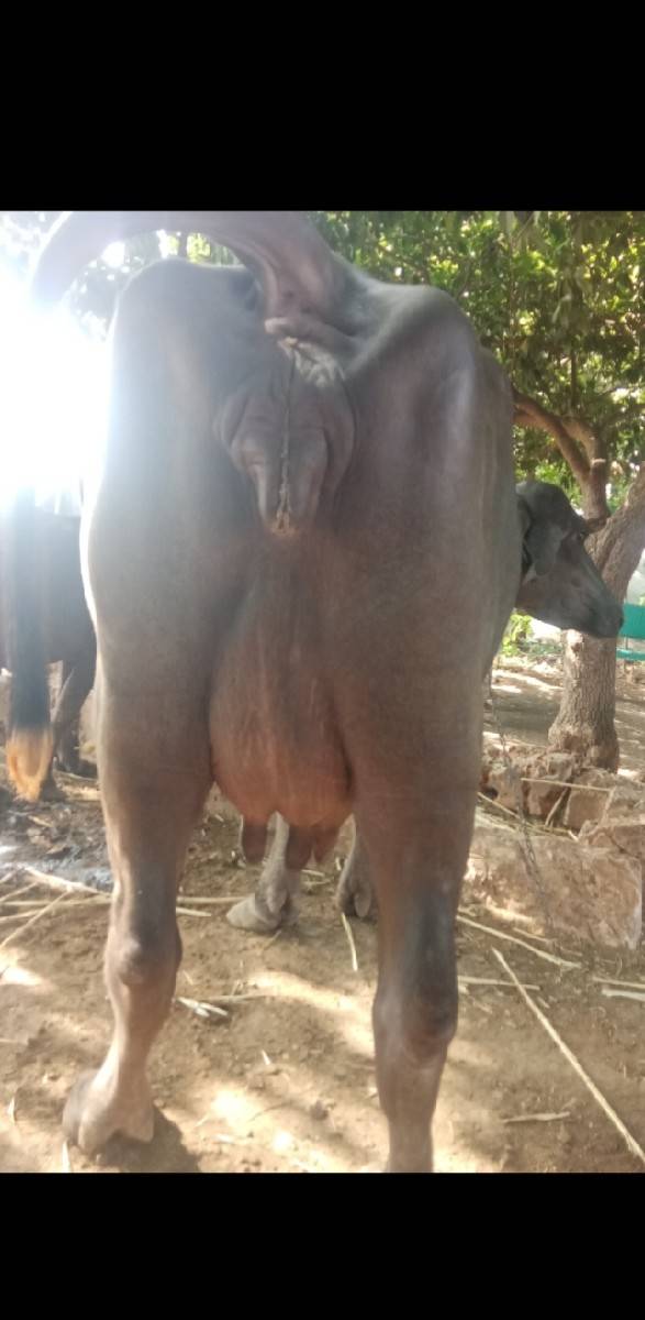 આ ભેંસ વેચવાની છે