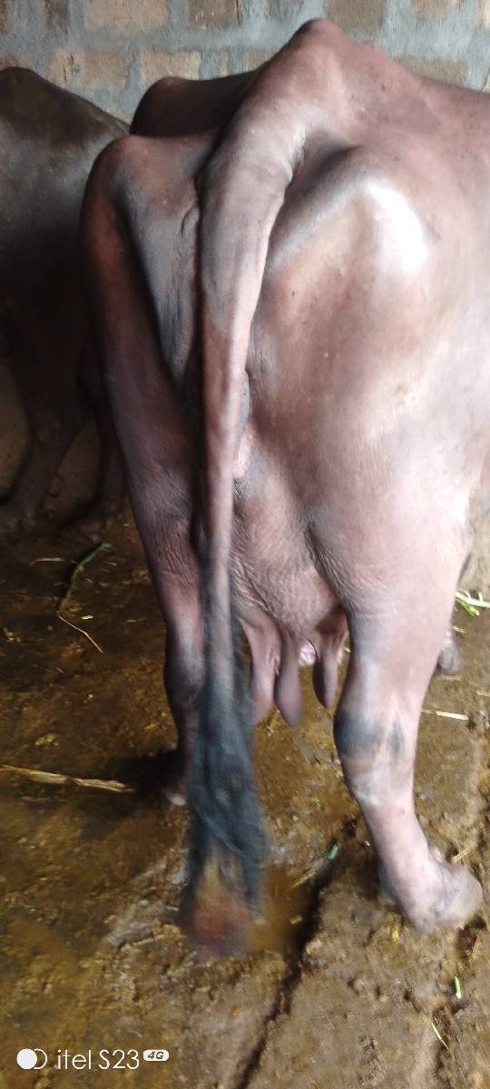 ભેંશ વેસવા ની છે