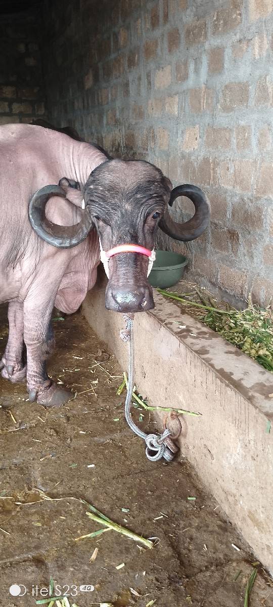 ભેંશ વેસવા ની છે