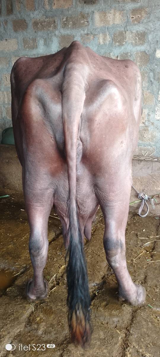 ભેંશ વેસવા ની છે