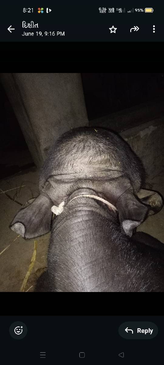 પાડો વેચવાનો છે