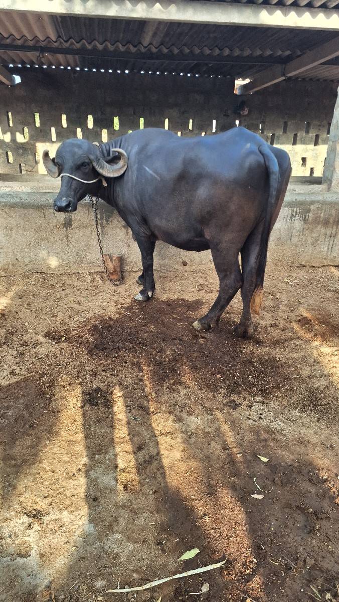 ખડેલી વેસવાની છે ગાભણ