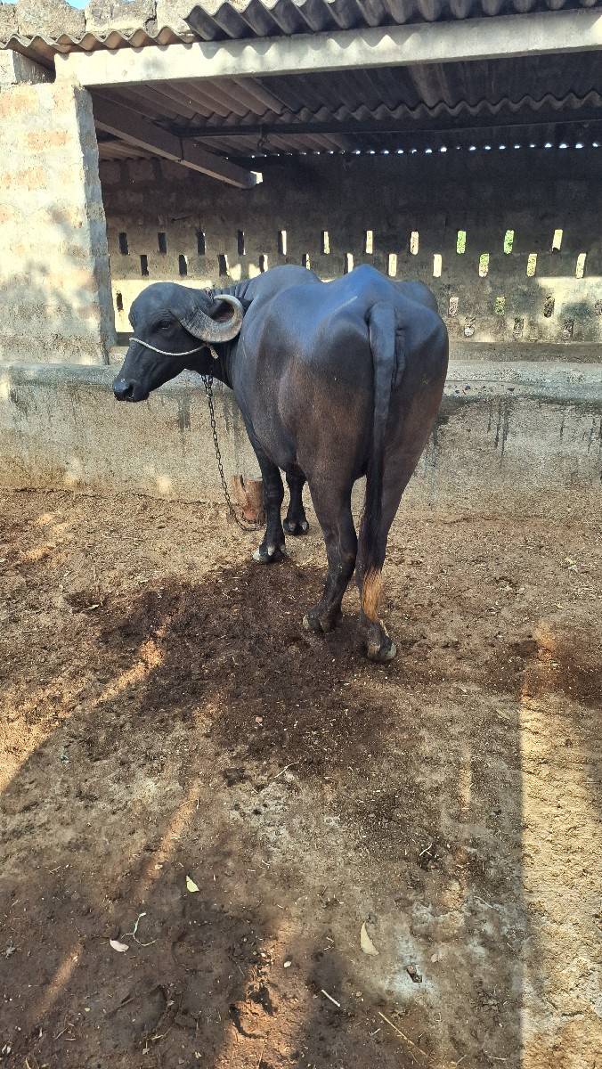 ખડેલી વેસવાની છે ગાભણ