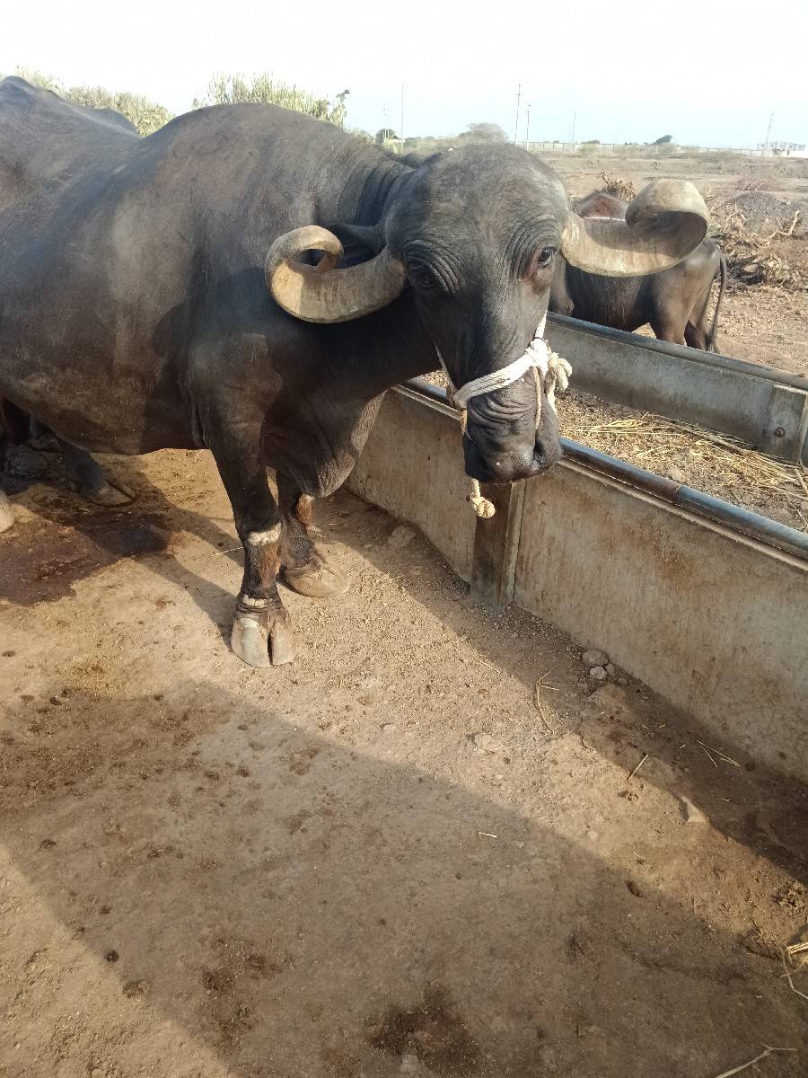 ભેંસ વેચવાની