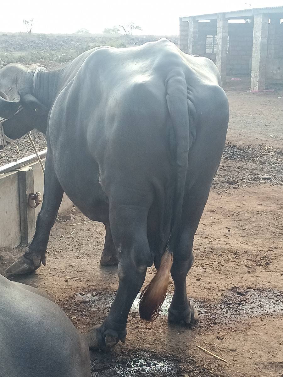 ભેંસ વેચવાની