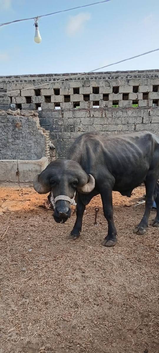 પાડો વેસવા નો છે