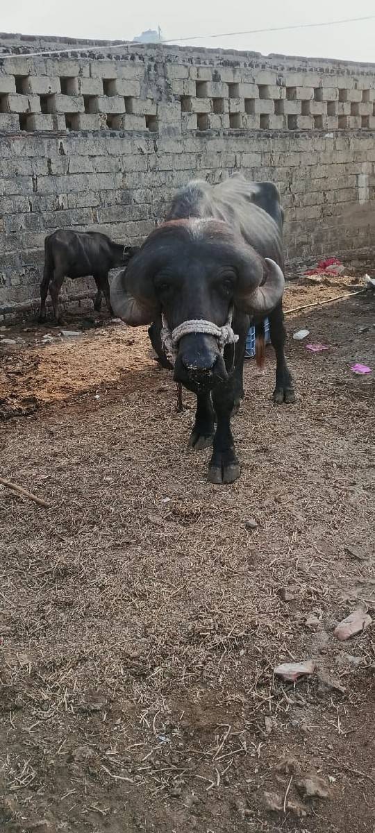 પાડો વેસવા નો છે