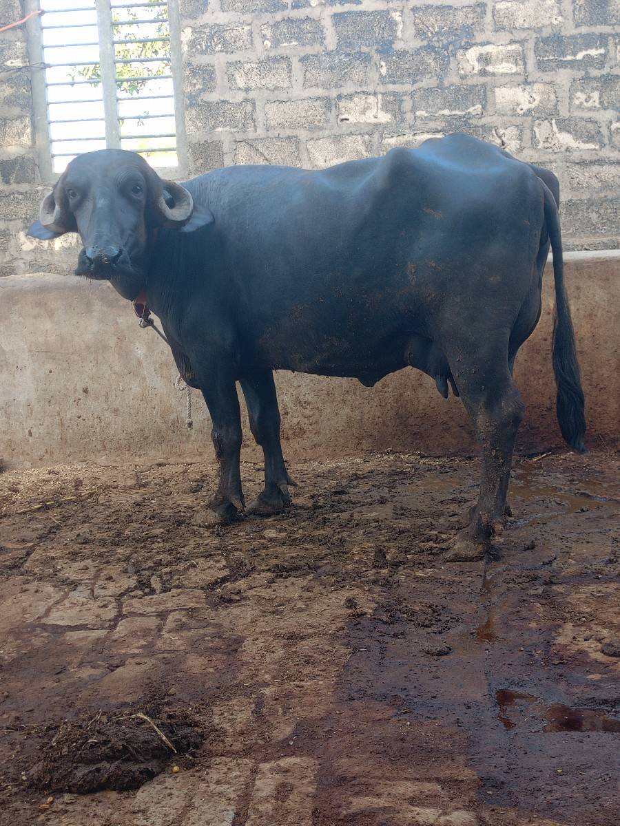 ભેંસ વેસવાની