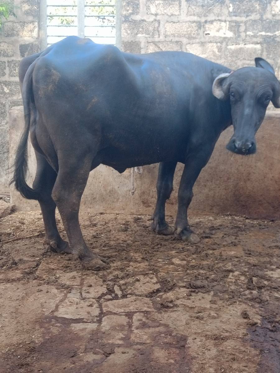 ભેંસ વેસવાની
