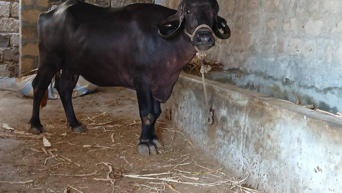 ભેંશ વેચવાની છે