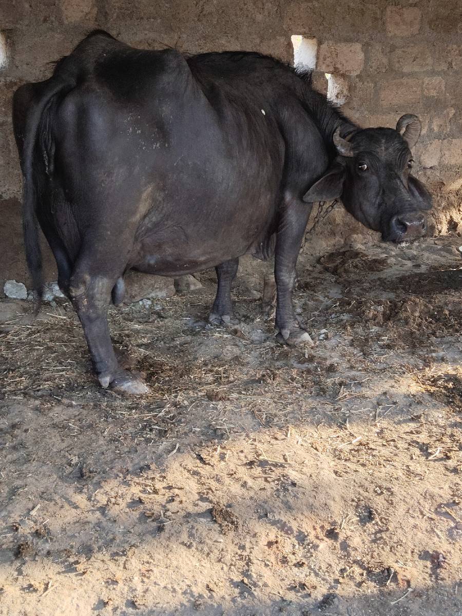 ભેંસ વેચવાની છે