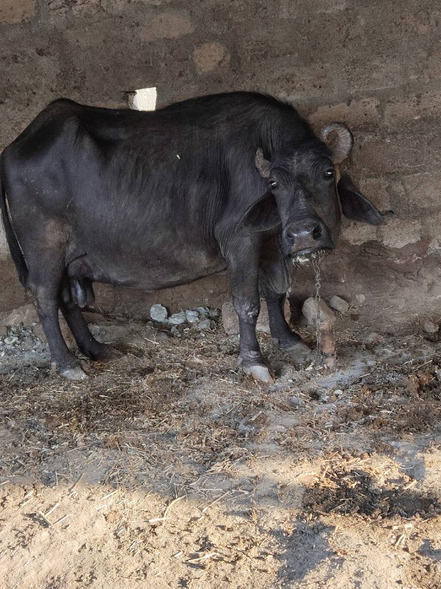 ભેંસ વેચવાની છે