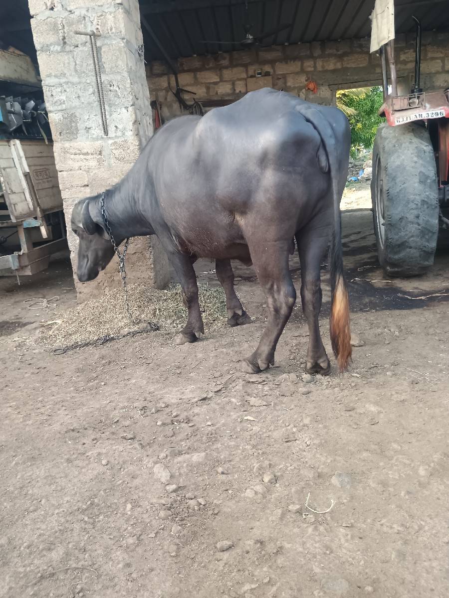 ભેંસ વેચવાની છે