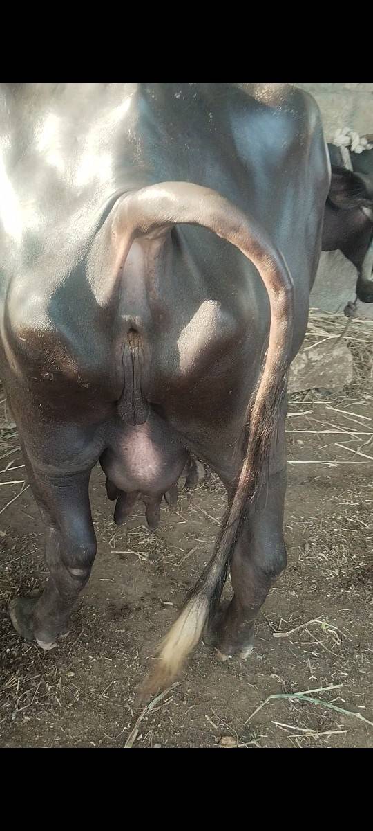 ભેંસ