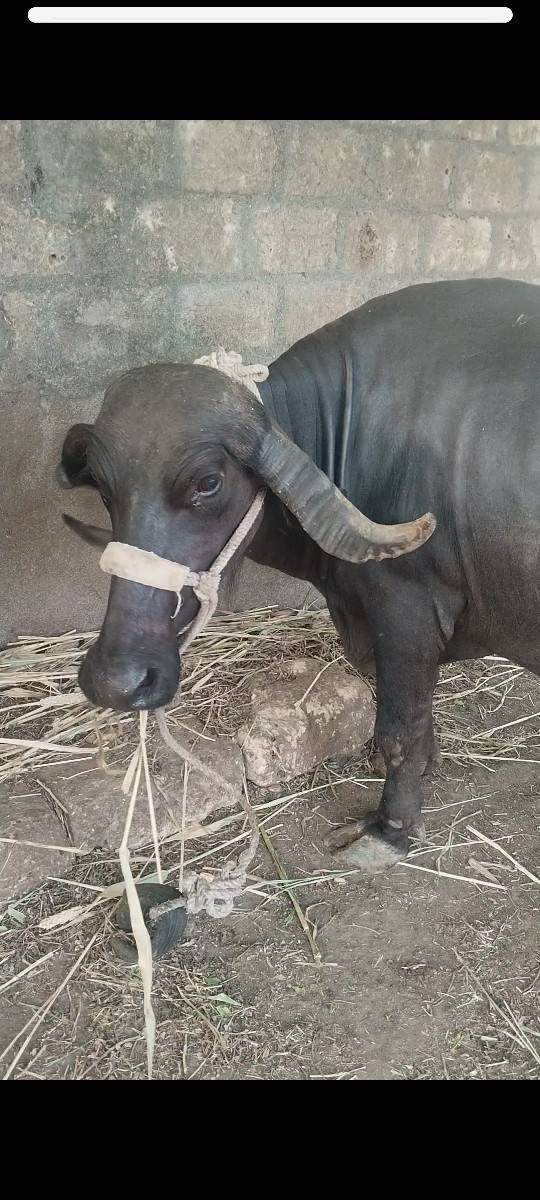 ભેંસ