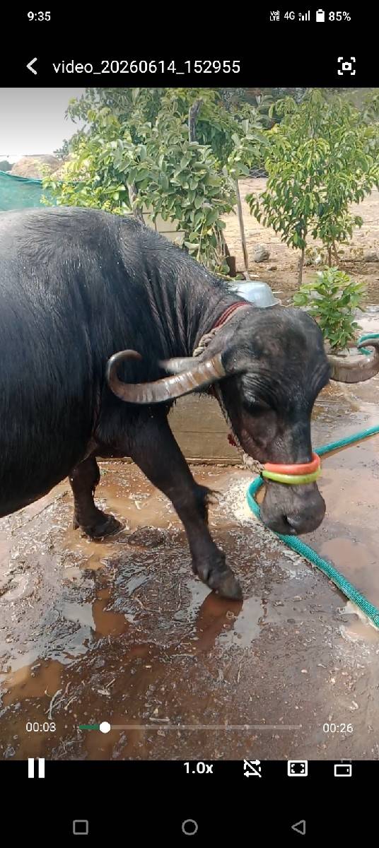 ભેંશ વેચવાની છે 3જુ વેતર