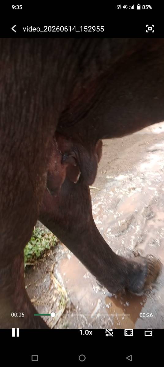 ભેંશ વેચવાની છે 3જુ વેતર