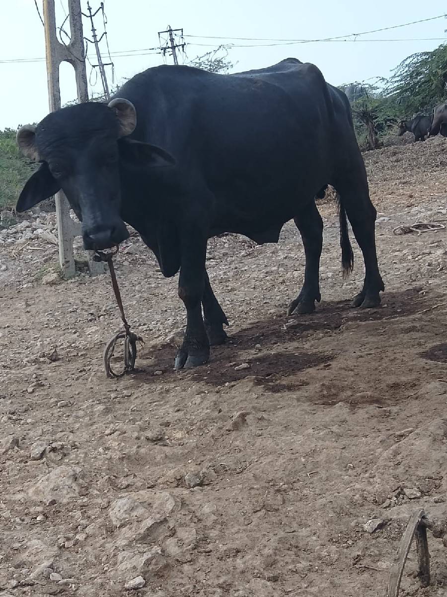 આ પાડો વેચવાનો છે