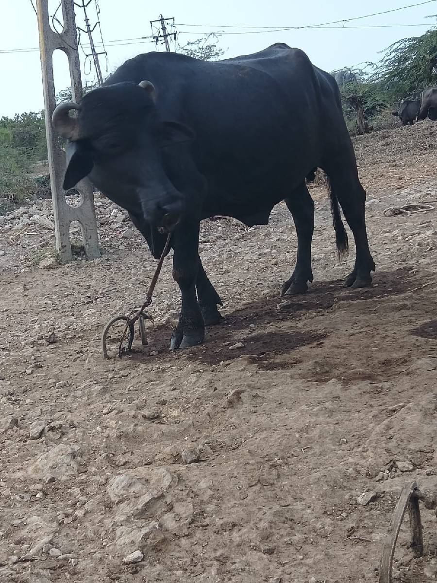 આ પાડો વેચવાનો છે