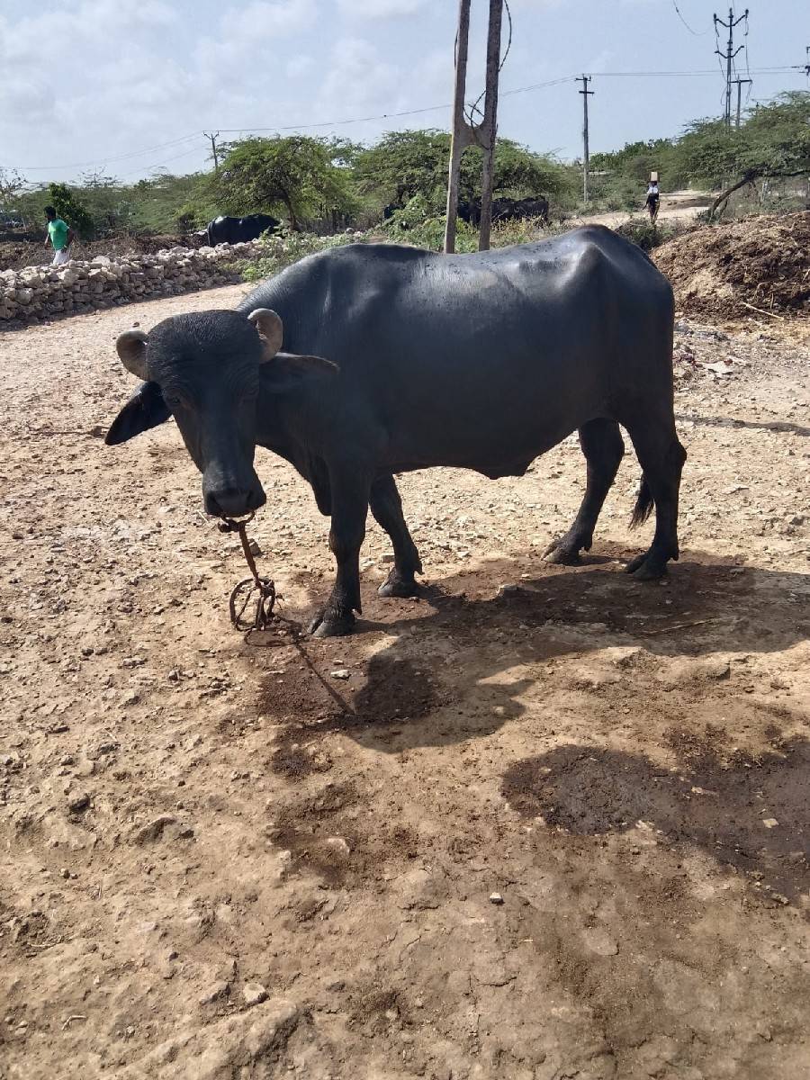 આ પાડો વેચવાનો છે
