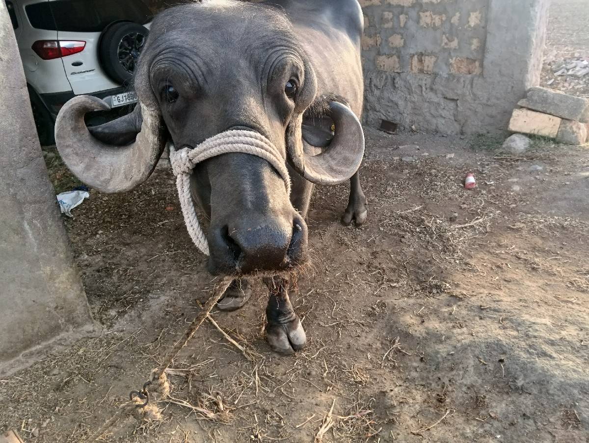 ભેંસ વેચવા ની છે