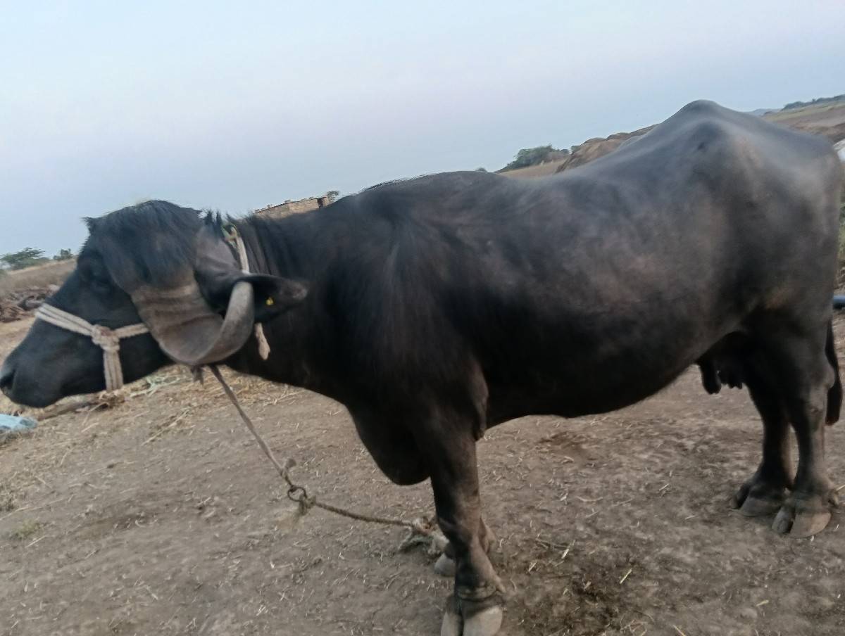 ભેંસ વેચવા ની છે