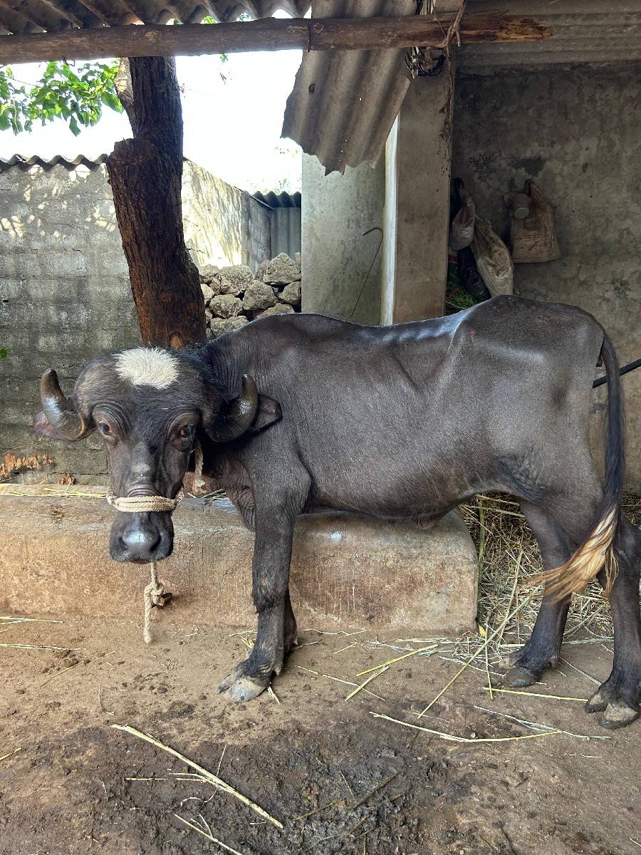 ખડેલી વેચવાની છે