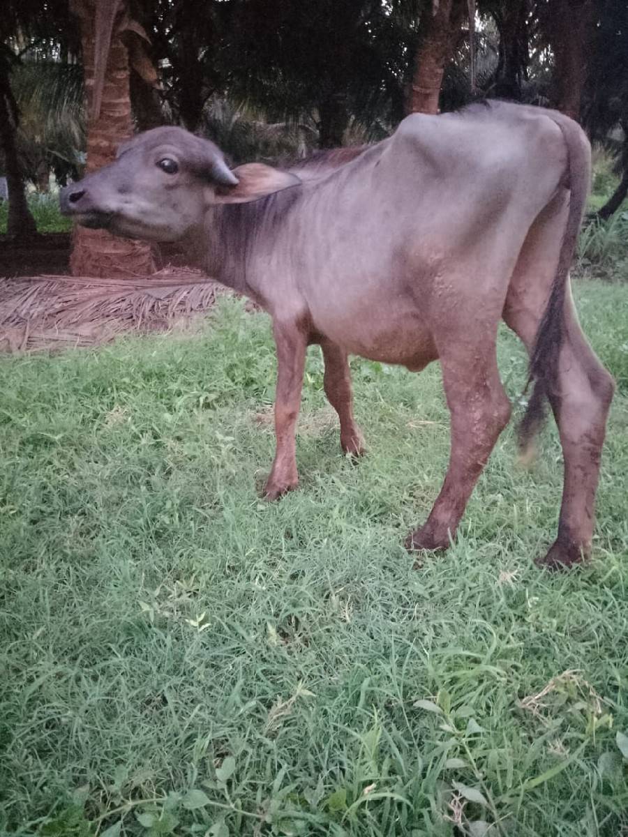 padi  jafrabadi    1   vars