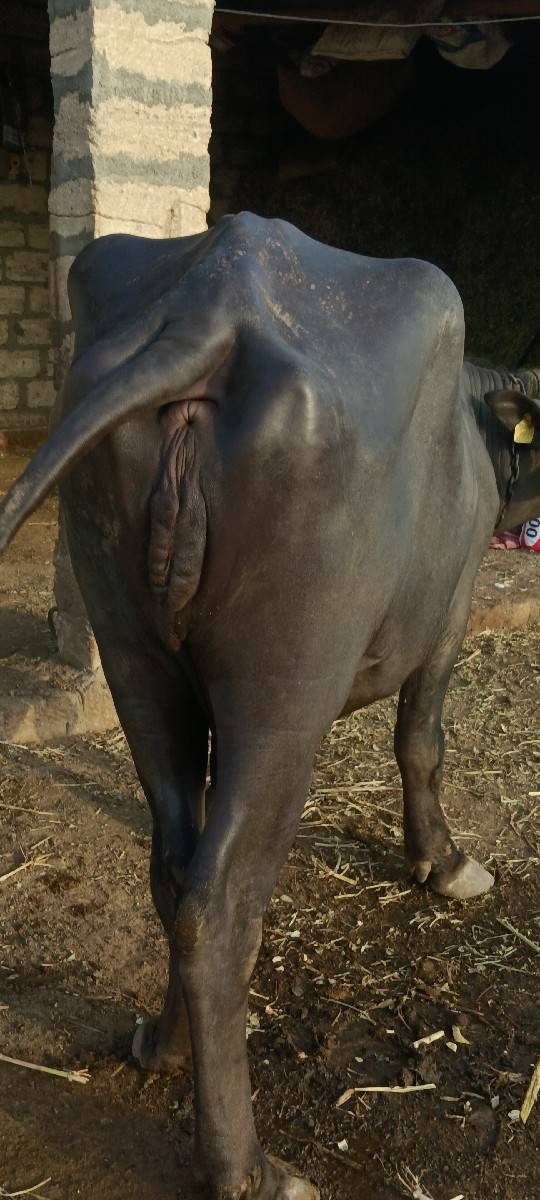 ભેંસ વેસવા ની સે