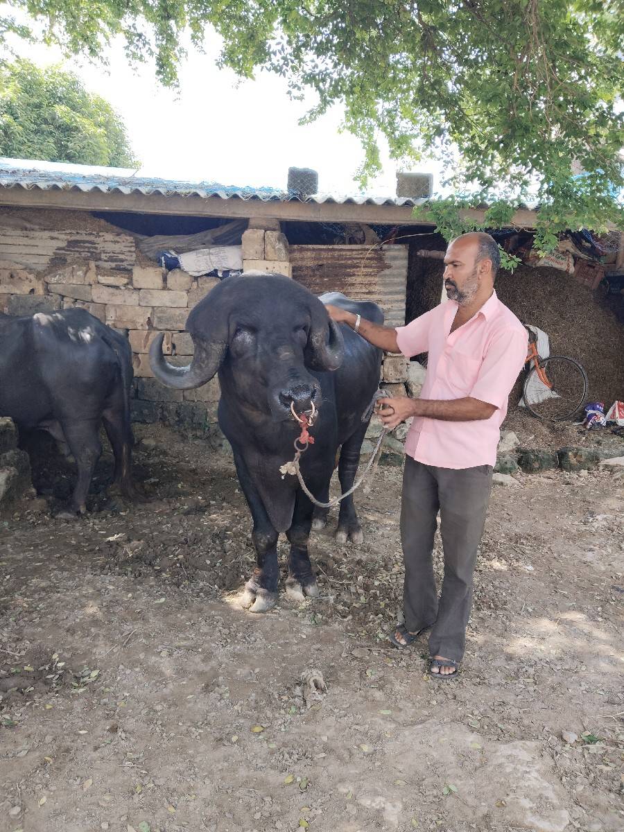 પાડો વેચવાનો છે