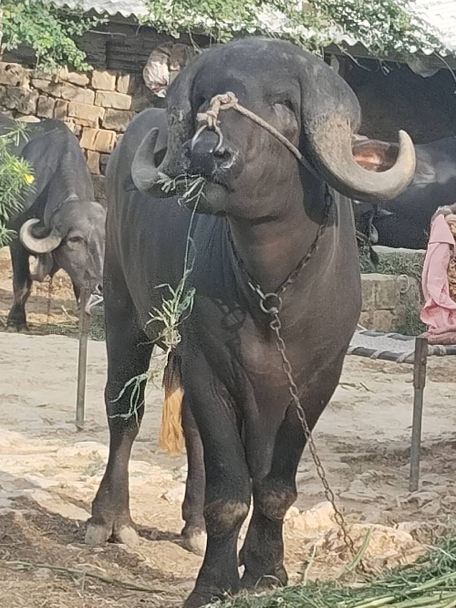 પાડો વેચવાનો છે