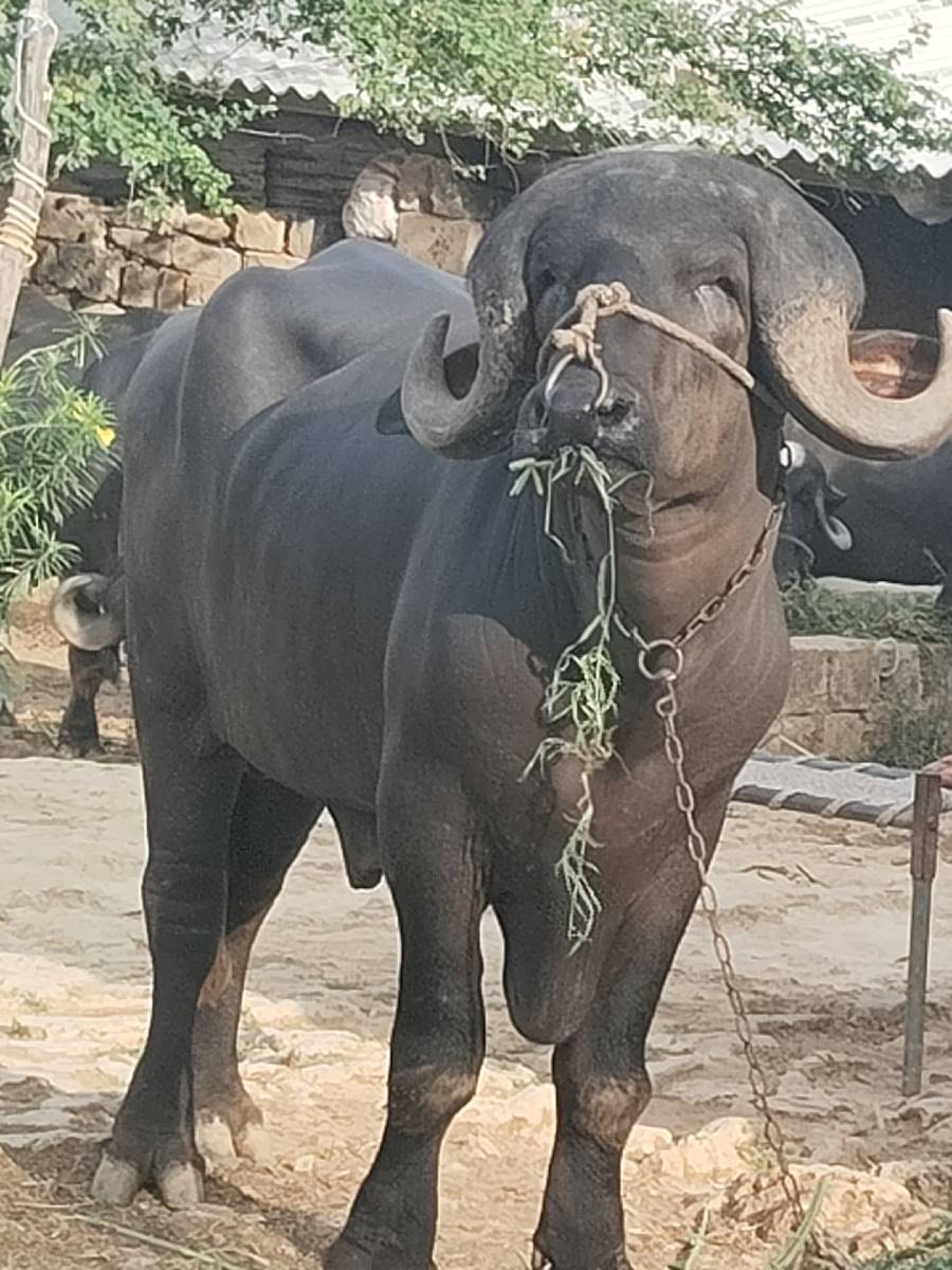 પાડો વેચવાનો છે