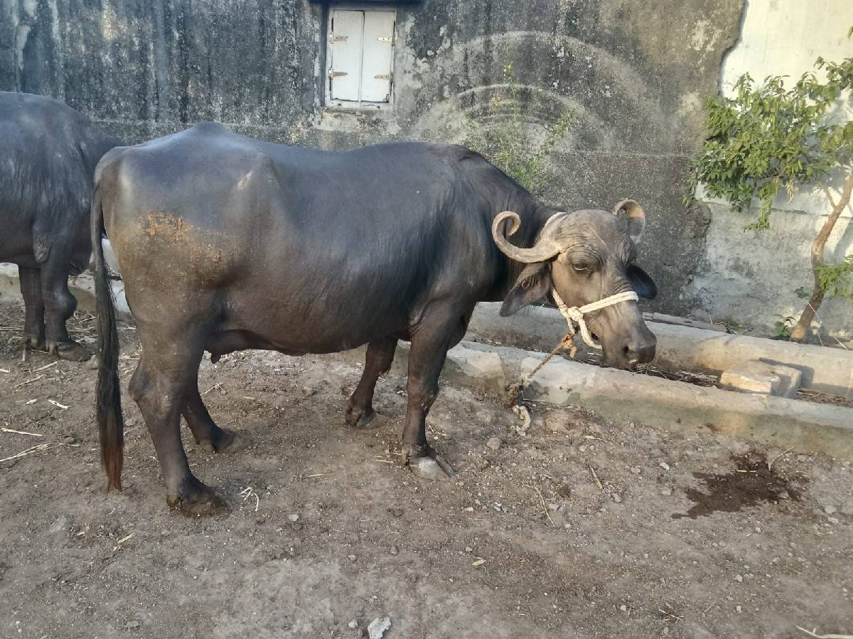 ભેંસ વેસવાની શે