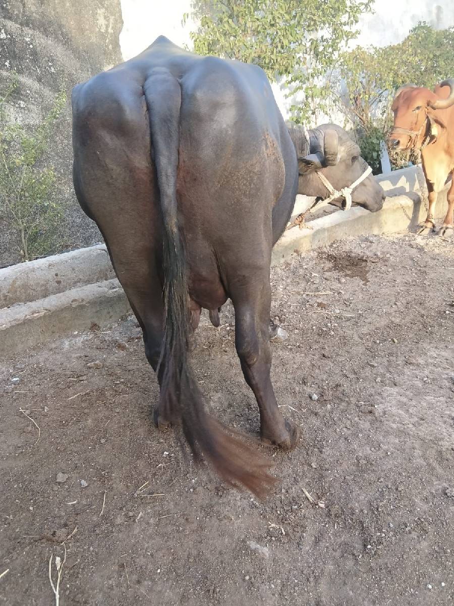 ભેંસ વેસવાની શે