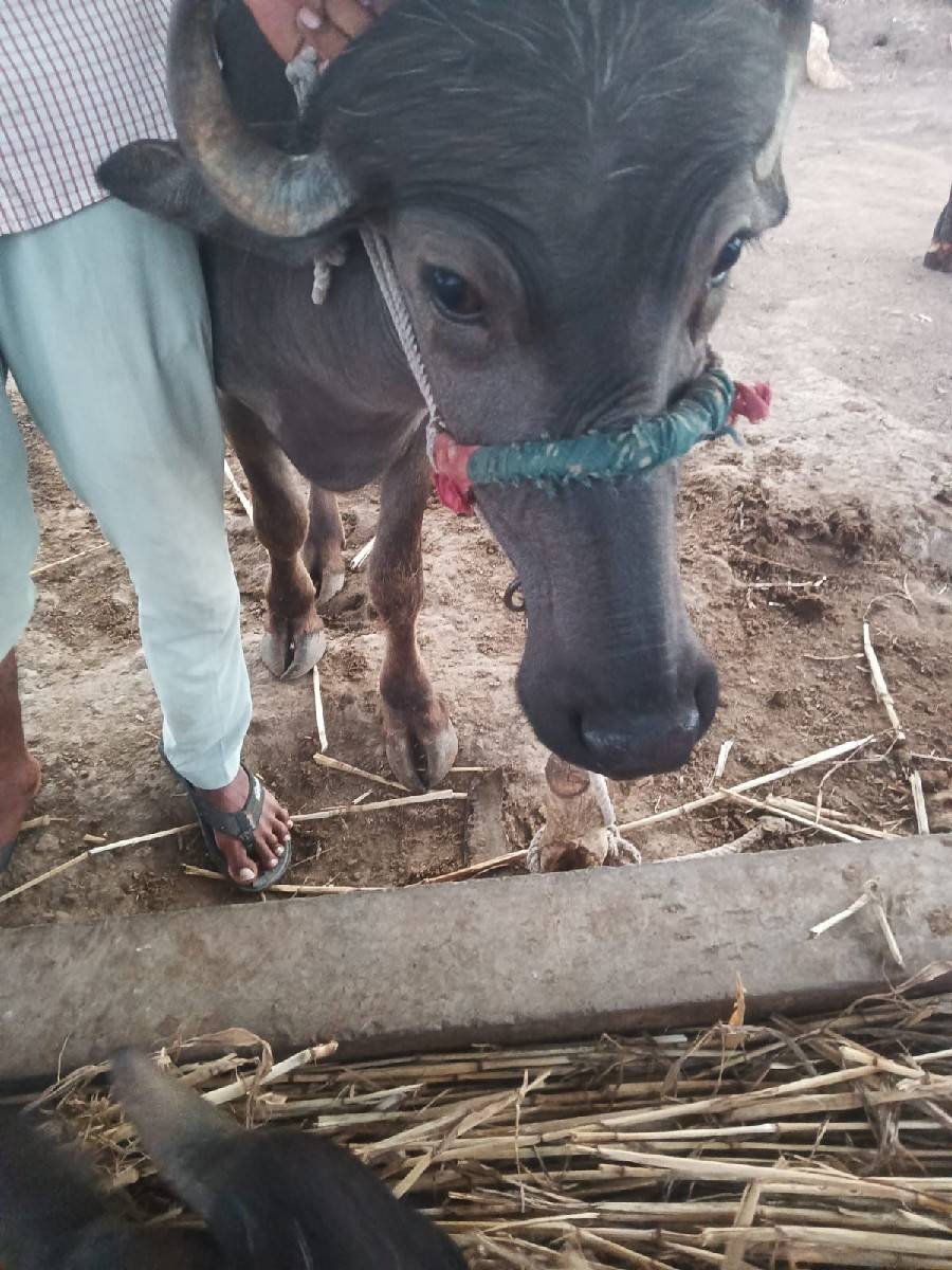 બે ખડેલા વેશવાના છે