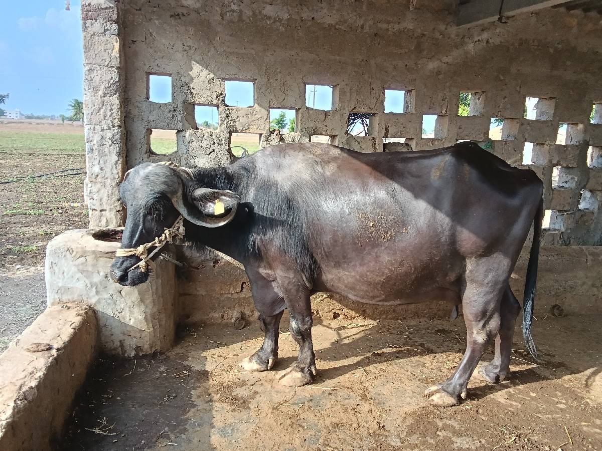 ત્રિજુ વેતર ભેંસ ૭ દિવસનિ કાસિ