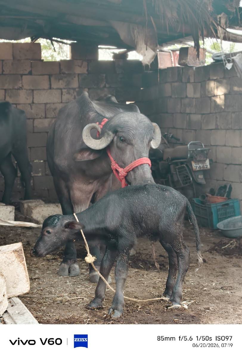 ભેંશ પેશવાની સે
