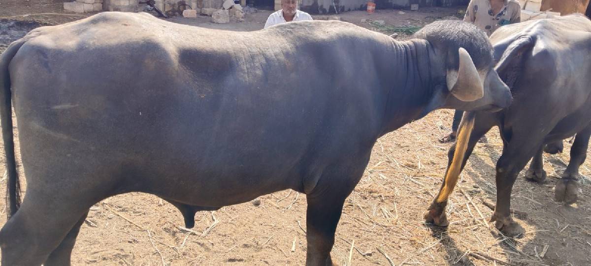 પાડો