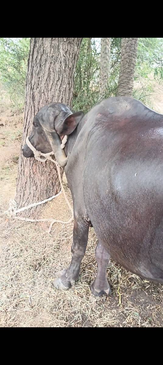 પેલા વેતર ની ખડેલી વેચવી છે