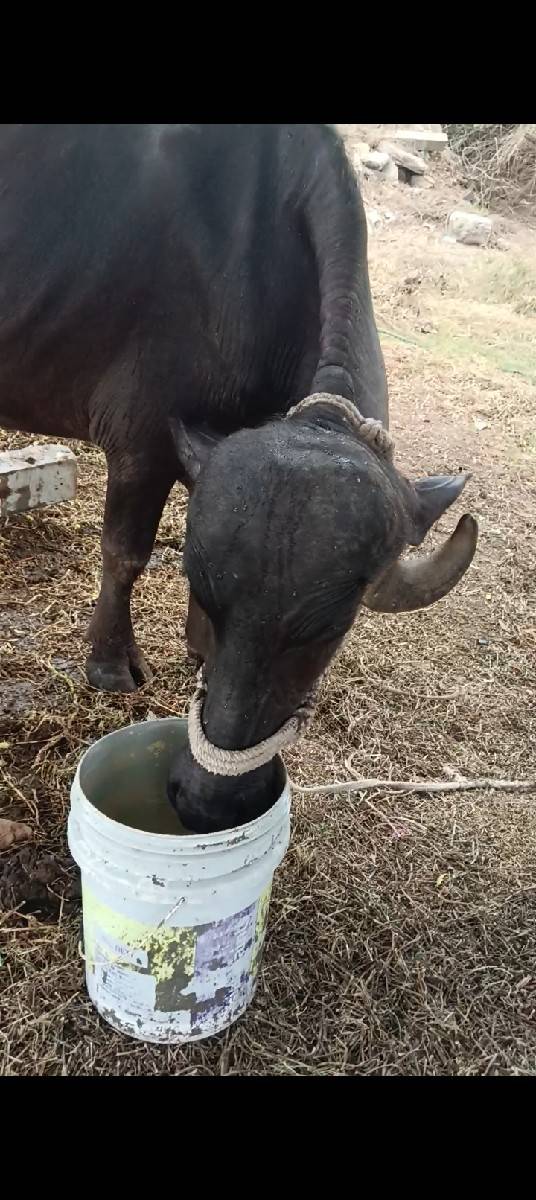 પેલા વેતર ની ખડેલી વેચવી છે