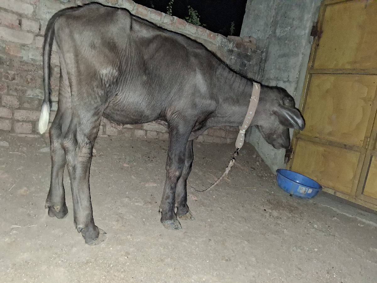 પાડો વેચવાનોછે