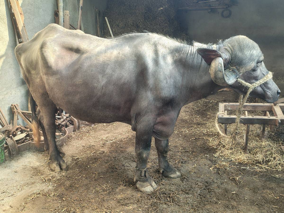 ખળેલી વેચવાની છે.