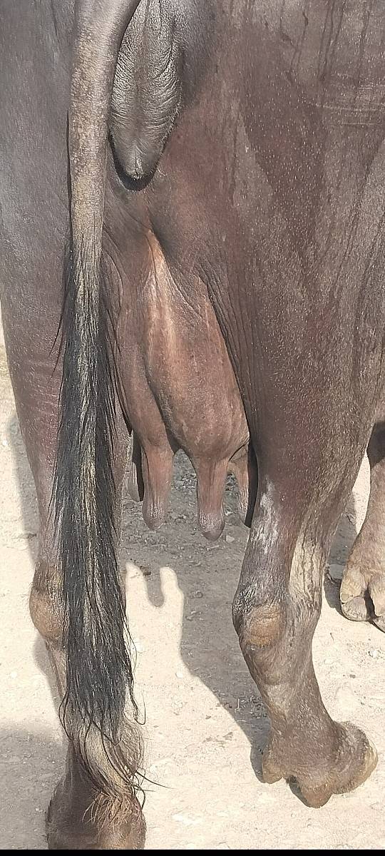 2 વેતર વિયાસે