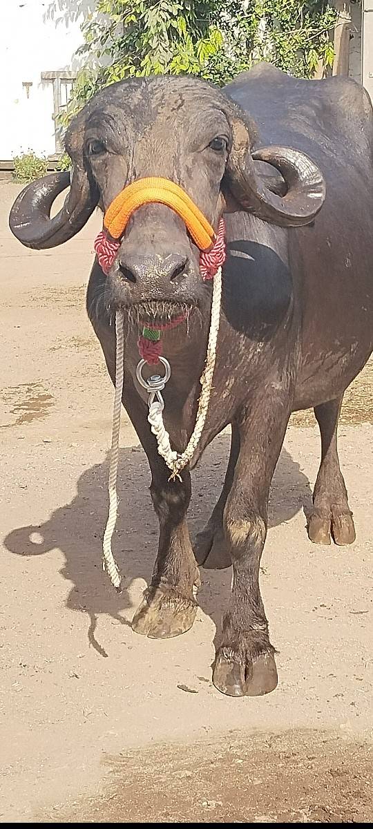 2 વેતર વિયાસે
