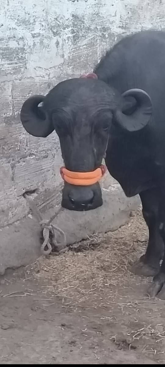 2 વેતર વિયાસે